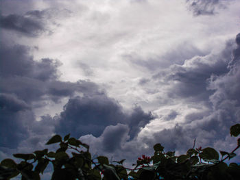 Low angle view of trees against sky