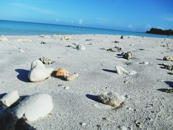 Surface level of shells on beach against sky