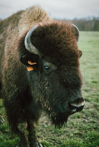 Close-up of a buffalo on field
