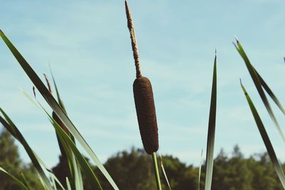 Close-up of tall grass on field against sky