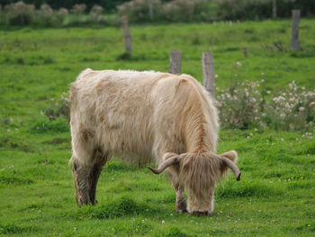 Cows on a westphalian meadow