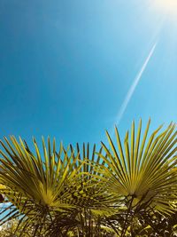 Low angle view of palm tree against blue sky