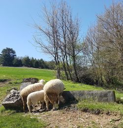 Sheep grazing on field against clear sky