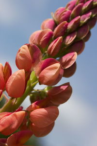 Close-up of pink flowering plants against sky