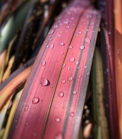 Close-up of wet red leaves