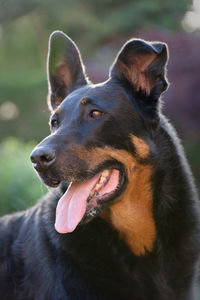 Close-up of dog looking away