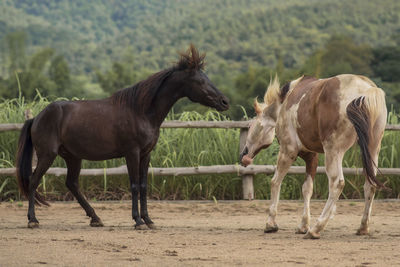 Horses in a field