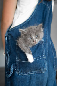 Close-up of kitten in pocket of woman