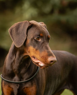 Dobermann female brown and tan