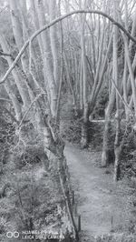 Bare trees in forest