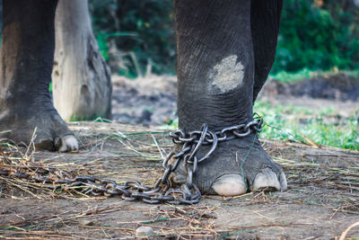 Low section of elephant trapped in chain