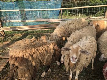 High angle view of sheep in pen