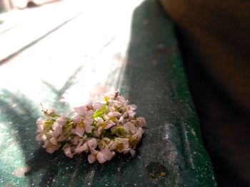 Close-up of flowers against blurred background