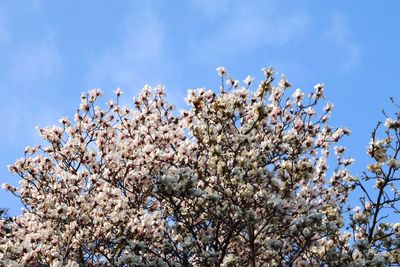 Low angle view of cherry blossom against blue sky