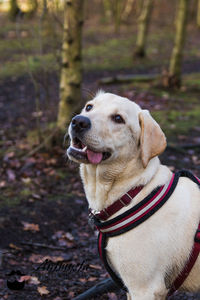 Close-up of dog