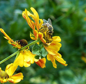 Close-up of butterfly on flower