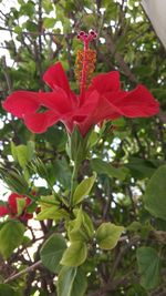 Close-up of red flowering plant