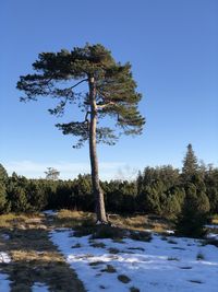 Trees on landscape against clear blue sky