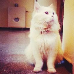 Close-up of a cat looking away