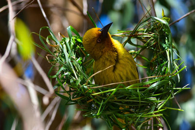 Close-up of a bird perching on plant