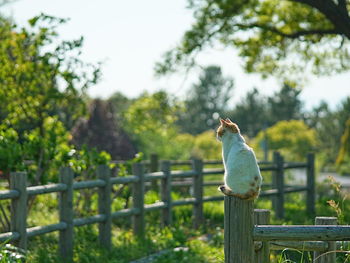 Low angle view of bird perching on fence