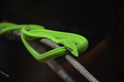 Close-up of lizard on leaf