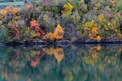 Reflection of trees in lake