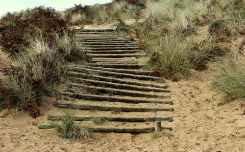 Steps leading towards trees