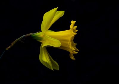 Close-up of yellow flower over black background