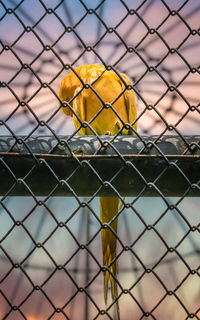 Close-up of yellow chainlink fence