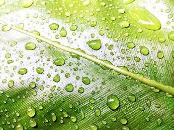 Full frame shot of wet leaves