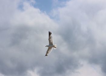 Low angle view of seagull flying in sky