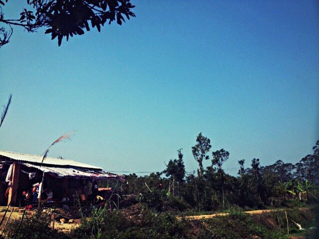 clear sky, copy space, blue, built structure, architecture, building exterior, tree, growth, plant, low angle view, house, nature, day, outdoors, field, no people, sunlight, tranquility, grass, landscape