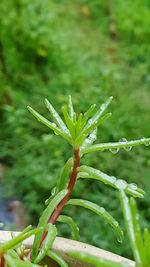 Close-up of plant