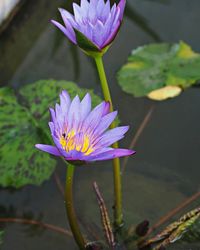 Close-up of purple water lily in lake