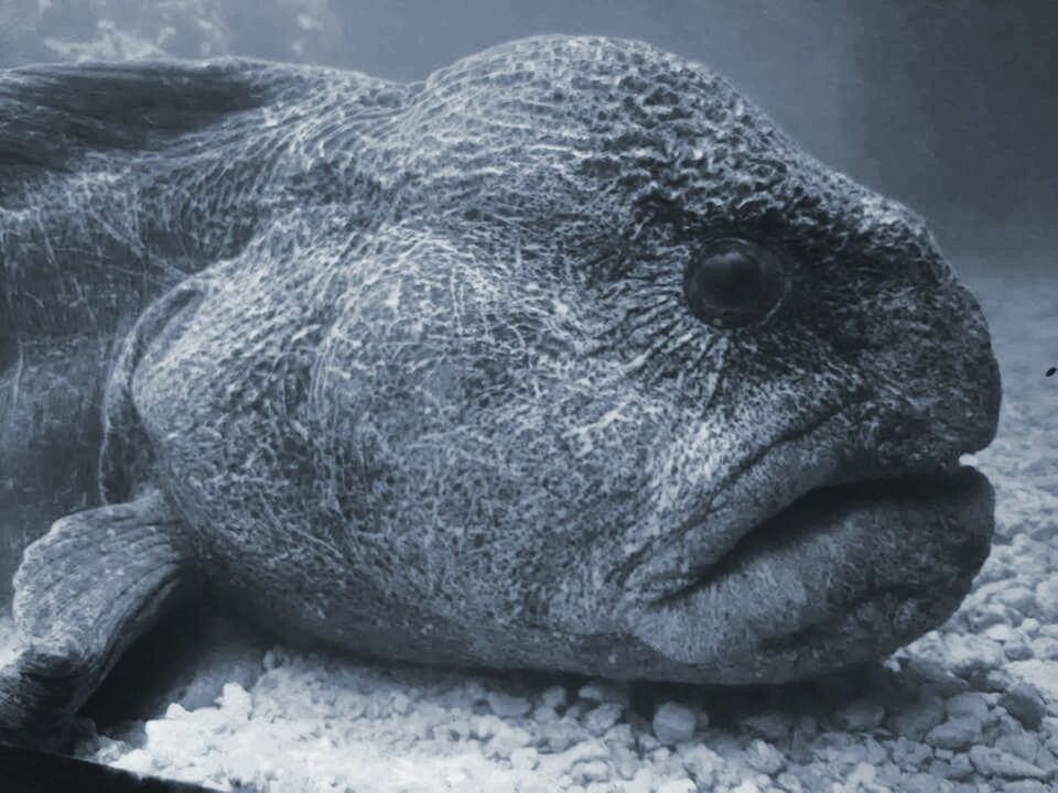 Wolffish