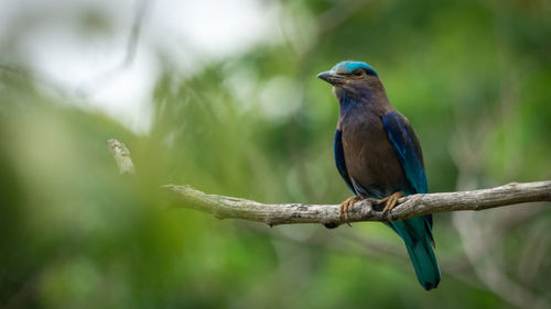 Close-up of bird perching on branch