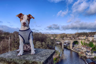 Jack russell terrier at knaresborough bridge