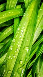 Full frame shot of wet leaf