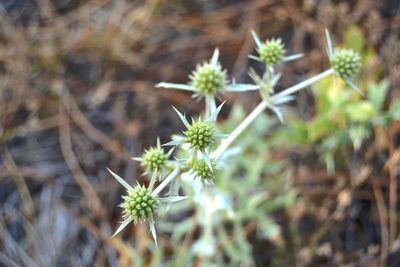 Close-up of flowers blooming outdoors