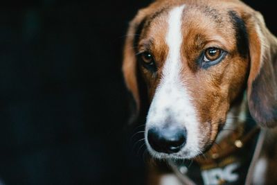 Close-up portrait of dog