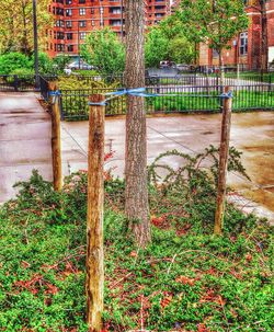 Plants growing in backyard