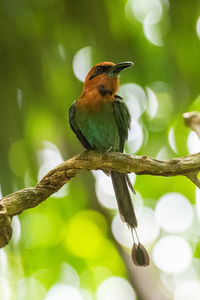 Low angle view of bird perching on tree