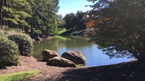 Scenic view of lake in forest