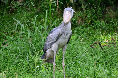 Peacock on field