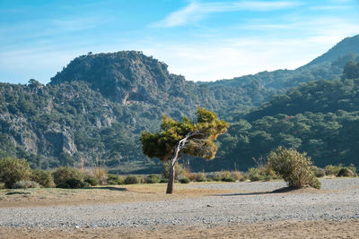 Trees on landscape against mountains