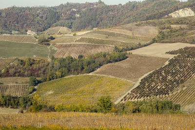 Scenic view of vineyard