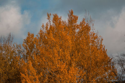 Low angle view of tree against sky during autumn