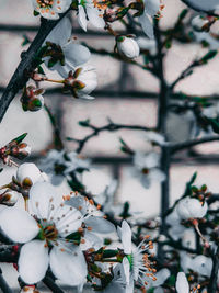 Close-up of cherry blossoms in spring