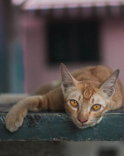 Portrait of cat relaxing on floor